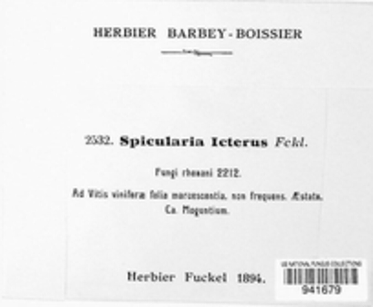 Spicularia icterus image